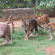 Tigers of various phenotypes.